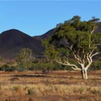 Beautiful trees growing in Mount Remarkable National Park | Asaf Miller