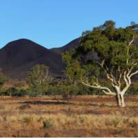 Beautiful trees growing in Mount Remarkable National Park | Asaf Miller