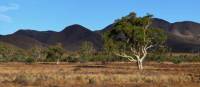 Beautiful trees growing in Mount Remarkable National Park | Asaf Miller