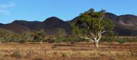 Beautiful trees growing in Mount Remarkable National Park | Asaf Miller