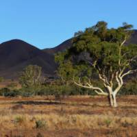 Beautiful trees growing in Mount Remarkable National Park | Asaf Miller