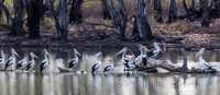 Pelicans bathing along the Murray River