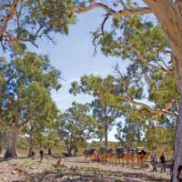 Crossing dry creek beds on the Remote Northern Flinders Camel Trek | Andrew Bain