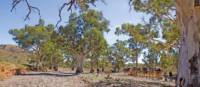 Crossing dry creek beds on the Remote Northern Flinders Camel Trek | Andrew Bain