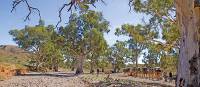 Crossing dry creek beds on the Remote Northern Flinders Camel Trek | Andrew Bain