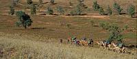 Exploring the Northern Flinders Rangers by Camel on our first Camel Trek. | Andrew Bain