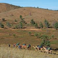 Exploring the Northern Flinders Rangers by Camel on our first Camel Trek. | Andrew Bain