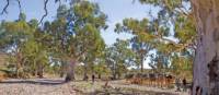 Crossing dry creek beds on the Remote Northern Flinders Camel Trek | Andrew Bain