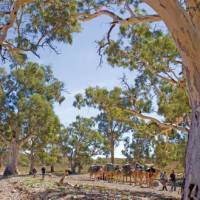 Crossing dry creek beds on the Remote Northern Flinders Camel Trek | Andrew Bain
