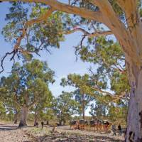 Crossing dry creek beds on the Remote Northern Flinders Camel Trek | Andrew Bain