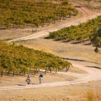 Riding the Riesling Trail in the Clare Valley