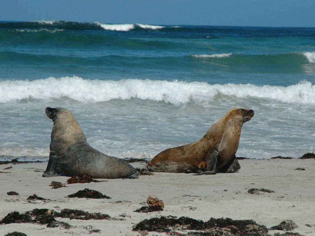 Sea Lions, Seal Bay, Kangaroo Island, South Australia