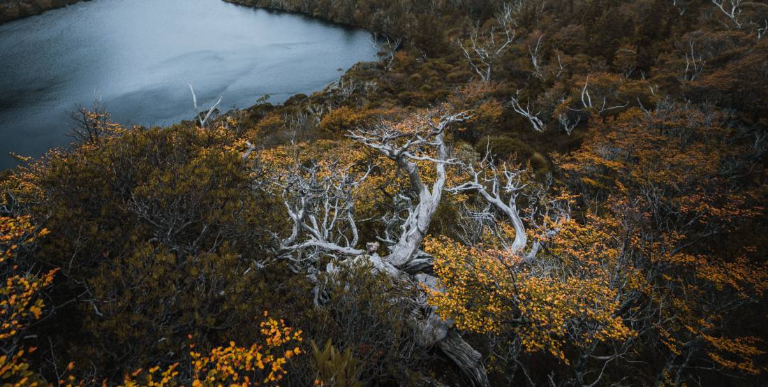 Head to Tasmania during autumn to see the fagus, Australia's only cold climate winter-deciduous tree |  <i>Jason Charles Hill</i>