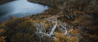 Head to Tasmania during autumn to see the fagus, Australia's only cold climate winter-deciduous tree | Jason Charles Hill