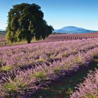 Vibrant lavender fields provide picture-perfect photographic opportunities | Tourism Tasmania & Bridestowe Estate