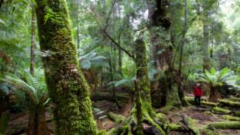 Explore the enchanting and changing moods of the ancient Tarkine Rainforest | Pete Harmsen