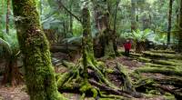 Explore the enchanting and changing moods of the ancient Tarkine Rainforest | <i>Pete Harmsen</i>
