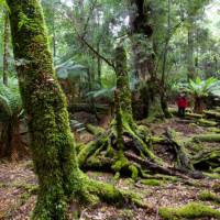Explore the enchanting and changing moods of the ancient Tarkine Rainforest | Pete Harmsen