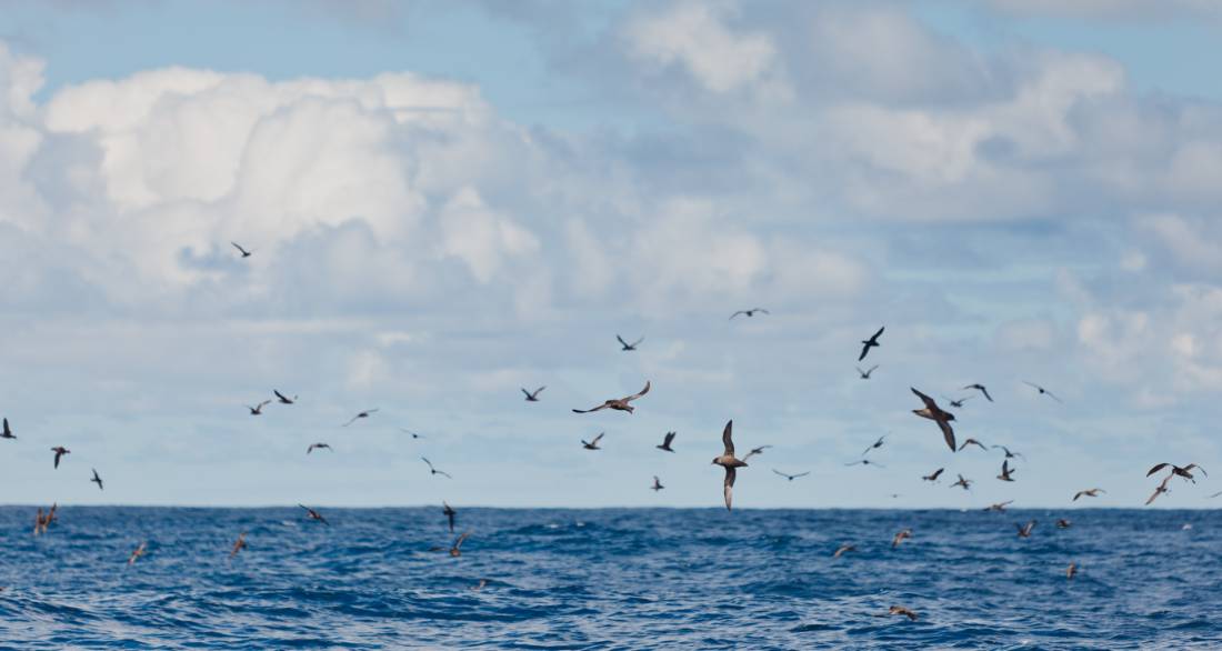 The birdlife on Bruny Island include numerous Shearwaters and Petrels