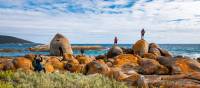 Hiking the spectacular Flinders Island coastline | Lachlan Gardiner