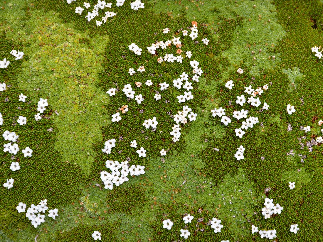 The spectacular patterns of nature found along the Overland Track |  <i>Mark Whitelock</i>