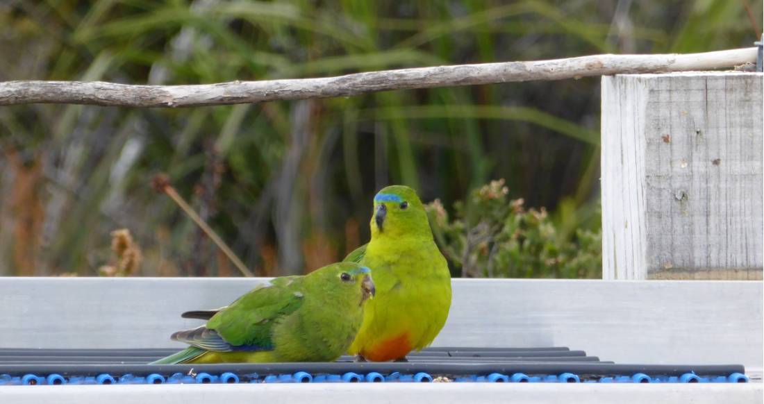 Orange-bellied Parrots |  <i>Sylvia Ernst</i>