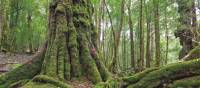 Tasmania's pristine forests are a major draw card for many visitors | Peter Walton