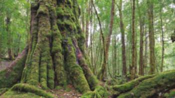 Tasmania's pristine forests are a major draw card for many visitors