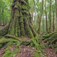 Tasmania's pristine forests are a major draw card for many visitors | Peter Walton