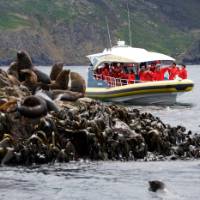 Watching seals at the Friars