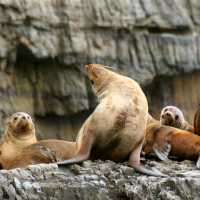 Exploring this rugged coast by boat reveals a stunning wilderness experience