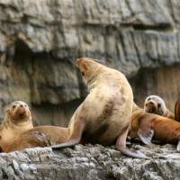 Exploring this rugged coast by boat reveals a stunning wilderness experience