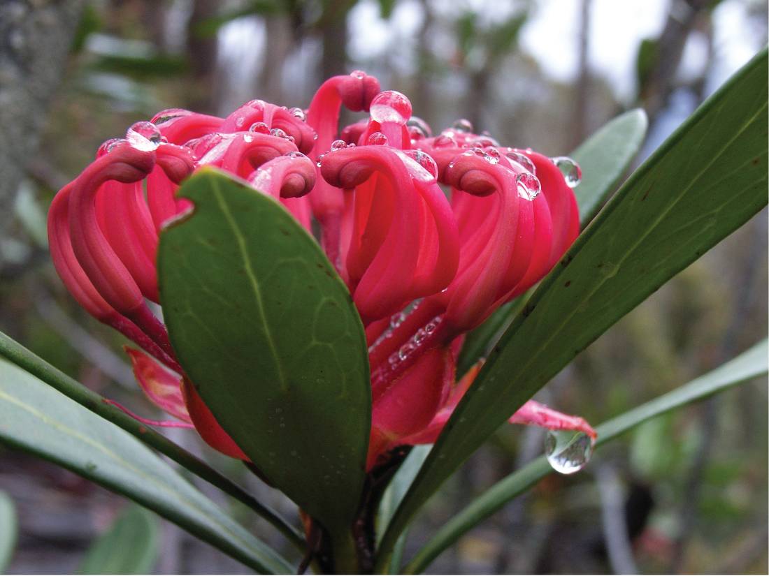 Waratah |  <i>Roz Barber</i>