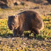 Encounters with Tasmania's native fauna |  <i>Peter Walton</i>