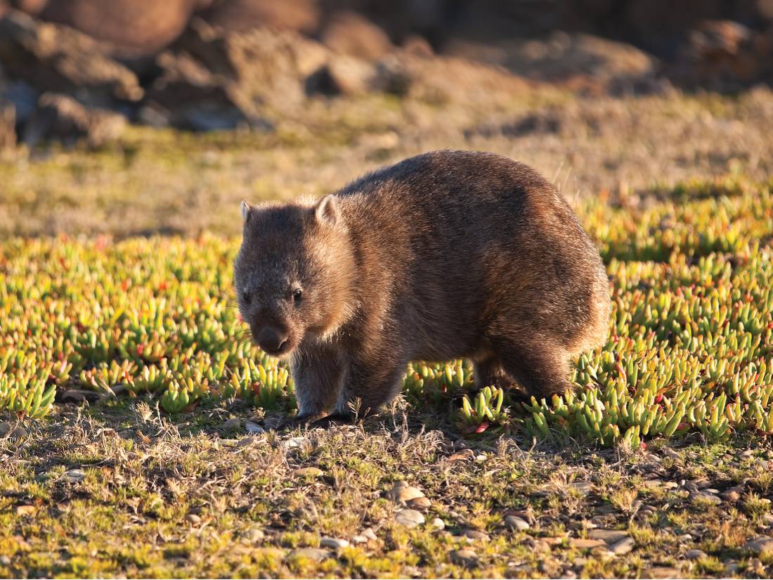 Encounters with Tasmania's native fauna |  <i>Peter Walton</i>