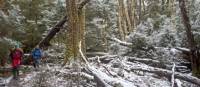 Walk through a forest of snow and trees along Tasmania's Overland Track during winter | Andrew Bain