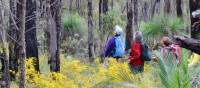 Walkers on the Bibbulmun Track