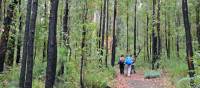 Walkers on the Bibbulmun Track