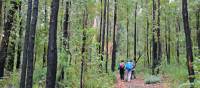 Walkers on the Bibbulmun Track