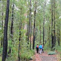 Walkers on the Bibbulmun Track