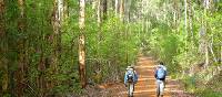 Walkers on the Bibbulmun Track