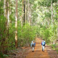 Walkers on the Bibbulmun Track