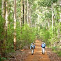 Walkers on the Bibbulmun Track