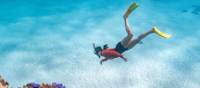 Snorkeling Ningaloo Reef