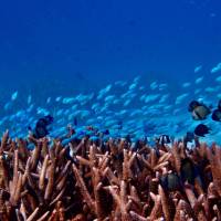 Abundant sea life under the water