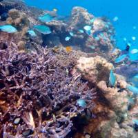 Abundant sea life under the water