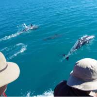 Dolphins around Steep Island in Doubtful Bay, Western Australia | Tim Macartney-Snape