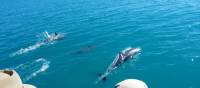 Dolphins around Steep Island in Doubtful Bay, Western Australia | Tim Macartney-Snape