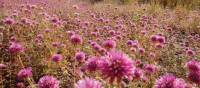 Blooming wildflowers in Karijini National Park