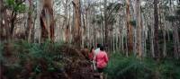 Hiking through the karri forest | Tourism Western Australia